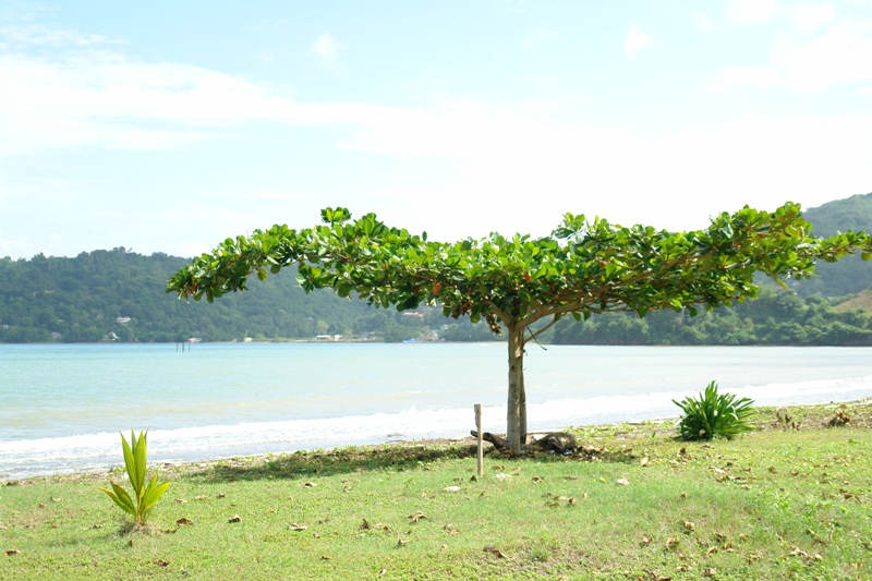  ,  (Alemendra tree, Jamaica) 